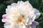 解密以冷爱花镇（以冷爱花镇的发展历程、文化特色、旅游资源及未来展望）